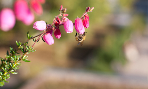 Bienchen01